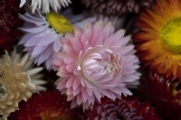 Close up of dried Helichrysum bracteatum monstrous mixed flower heads. Focus on a pink flower. 