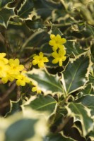 Jasminum nudiflorum - syn. sieboldianum - with Ilex aquifolium 'Argentea Marginata' - December.