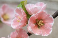 Chaenomeles 'Madame Butterfly' - Japanese quince. close up of flowers. April
