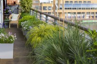 A narrow riverside balcony is edged in planters of leafy pampas grass, Hakonechloa macra 'Aureola' and pittosporum, with pops of colour from flowering marguerites, nemesias, salvias and petunias.