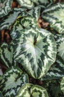 Cyclamen hederifolium 'Fairy Rings' Leaves