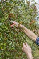 Man pruning rambler rose -  Rosa 'Adelaide d'Orleans'. Removing the old shoots that had flowered the previous year by cutting them back to a side branch. Early March