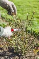 Pruning a shrub rose - Rosa 'Imogen'. Man using secateurs to trim back previous years growth. Early spring.