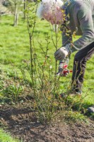 Pruning a shrub rose - Rosa 'Imogen'. Man using secateurs to cut hard back strongest stems that grew the previous year. Early spring.