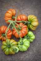 Tomato 'Costoluto Fiorentino' - Beefsteak Tomato
