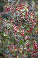 Hawthorn berries and lichen. Crataegus monogyna - Common hawthorn, Maythorn, Motherdie, Quickthorn, Hedgerow thorn