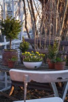 Pine trees and Winter Aconites, Eranthis hyemalis in pots on a wooden table