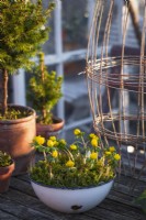 Winter Aconites, Eranthis hyemalis in a pot on a wooden table