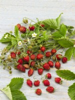 Fragaria x vesca - Alpine Strawberry - harvest of fruit and leaves and flowering stems, summer July