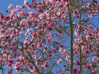 Magnolia campbellii subsp mollicomata  Norfolk March