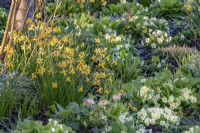 Narcissus and Primula vulgaris flowering together in an informal border in Spring - March
