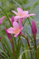 Habranthus robustus syn. Zephyranthes robusta - Argentine rain lily