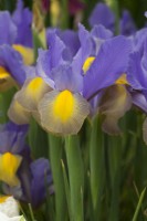 Iris hollandica `Gypsy beauty`