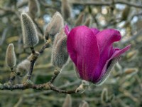 Magnolia 'Vulcan' Mid March Norfolk