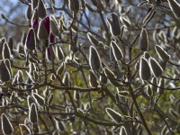 Magnolia 'Vulcan' buds backlit Mid March Norfolk