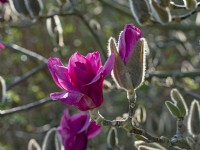 Magnolia 'Vulcan' Mid March Norfolk