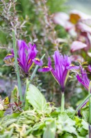 Iris 'J S Dijt' flowering in winter container
