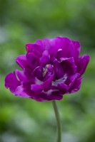 Tulipa 'Negrita Double'