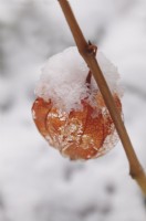 Physalis alkekengi  seed pod in snow