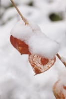 Physalis alkekengi  seed pods in snow