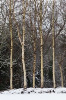 Betula utilis var. jacquemontii 'Grayswood Ghost' in snowy garden