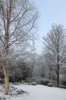 Snow covered lawn in garden with Betula utilis var. jacquemontii 'Grayswood Ghost'   