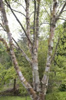 Betula albosinensis 'Septentrionalis'
