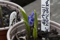 Young Chinodoxa forbesii seedling and flowers in a small plant pot with hand written label. Spring. 