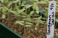 Tomato 'Gardener's Delight' seedlings grow through a layer of vermiculite, with a hand written label. 