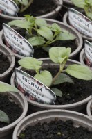 Young Fuchsia semi-trailing Southgate plants in small plant pots in a  commercial nursery. Spring. 