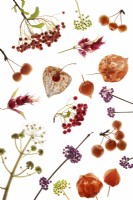 Autumnal fruits, flowers and seedpods arrangement on white background