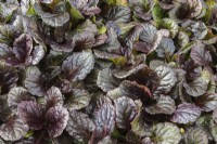 Ajuga reptans 'Black Scallop' - Carpet Bugleweed growing inside commercial nursery - September