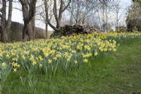 Daffodils in the wildlife garden in John's Garden at Ashwood Nurseries - Kingswinford - Spring