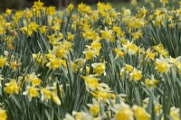 Mixed narcisuss - Daffodils - Spring