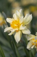 Narcissus 'Glowing Phoenix'