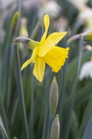 Narcissus 'Maviston'