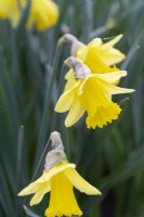 Narcissus 'King Christian'