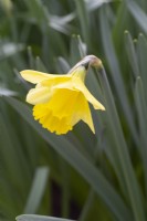 Narcissus 'King Christian'
