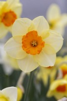 Narcissus 'Fortune's Crest'