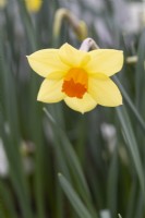 Narcissus 'Fortune's Cheer'