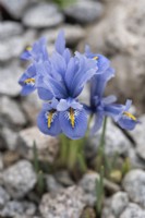 Iris reticulata 'Alida' - February