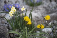 Narcissus bulbocodium 'Golden Bells' with Narcissus 'Minnow'
