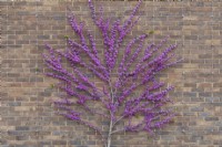 Cercis chinensis 'Avondale' - Chinese redbud flowering against a brick wall at RHS Wisley 