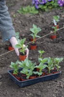 Vicia faba - Planting out young broad beans plants