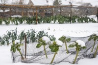 Brussel Sprout 'Doric F1' under netting, in snow