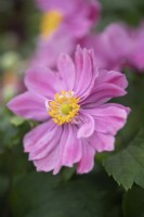 Anemone hupehensis 'Pretty Lady Emily' - August