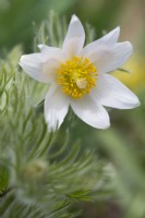 Pulsatilla vernalis - Lady of the Snows - Pasque Flower - April