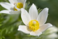 Pulsatilla vernalis - Lady of the Snows - Pasque Flower - April