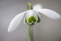 Galanthus 'Hippolyta' - Snowdrop - February