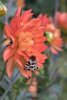 Arctia caja - Garden Tiger Moth on dahlia 'Karma Fiesta' flower